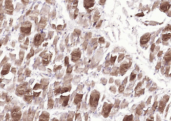 S100A1 Antibody