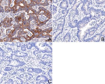 EIF2S1 Antibody