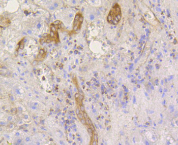 EIF2S1 Antibody