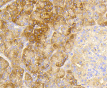 EIF2S1 Antibody