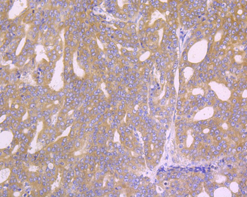 EIF2S1 Antibody