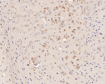 EIF2S1 Antibody