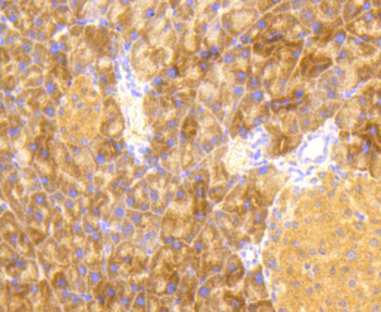 EIF2S1 Antibody