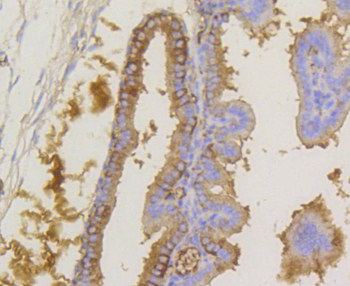 EIF2S1 Antibody