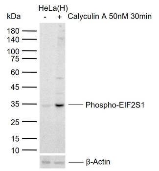 EIF2S1 Antibody