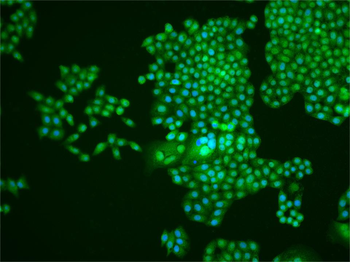 PRKAB1 antibody