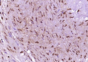 PRKAB1 antibody