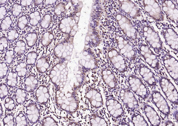 PRKAB1 antibody