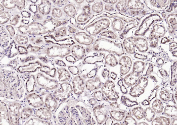 PRKAB1 antibody