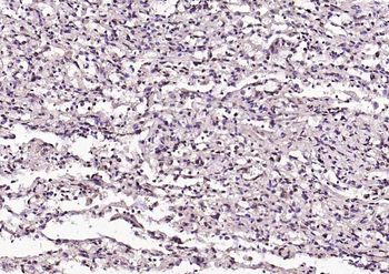 PRKAB1 antibody