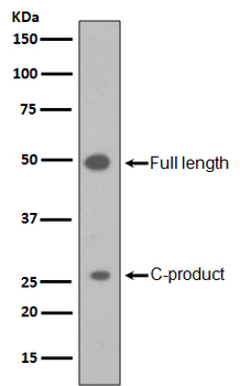 Shh Recombinant Rabbit Monoclonal Antibody