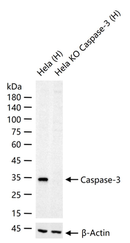 Caspase-3 Recombinant Rabbit Monoclonal Antibody