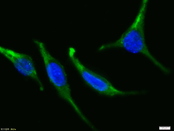 BAX antibody