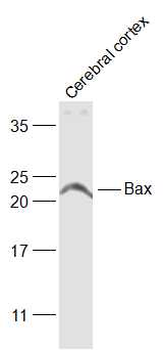 BAX antibody