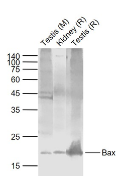 BAX antibody