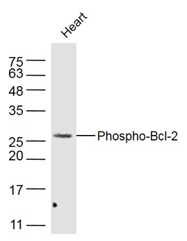 BCL2 (phospho-Thr129) antibody