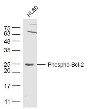 BCL2 (phospho-Thr129) antibody