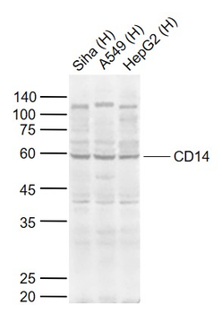 CD14 antibody