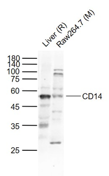 CD14 antibody