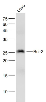 Bcl-2 antibody