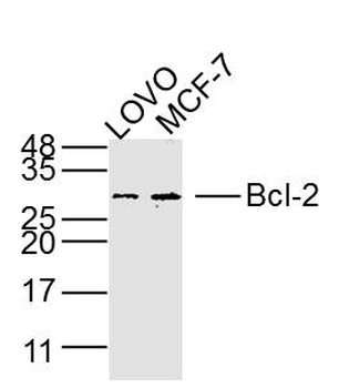 Bcl-2 antibody