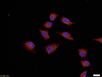 Bcl-2 antibody