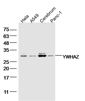 14-3-3/YWHAZ Mouse Monoclonal Antibody