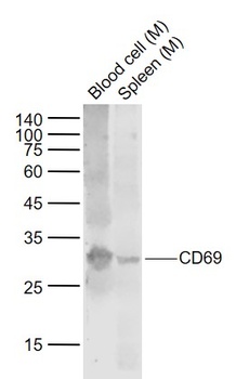 CD69 antibody