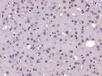NeuN Rabbit Polyclonal Antibody