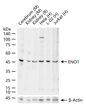 ENO1 Rabbit Polyclonal Antibody