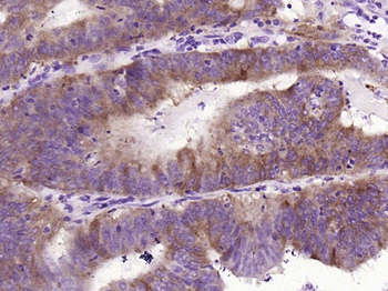 Cytochrome C Recombinant Rabbit Monoclonal Antibody