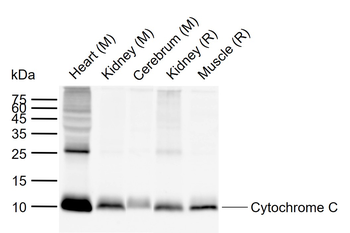 Cytochrome C Recombinant Rabbit Monoclonal Antibody