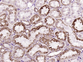 Cytochrome C Recombinant Rabbit Monoclonal Antibody