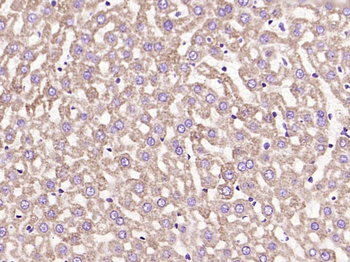 Cytochrome C Recombinant Rabbit Monoclonal Antibody