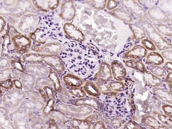 Cytochrome C antibody