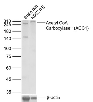 Acetyl CoA Carboxylase 1(ACC1) antibody