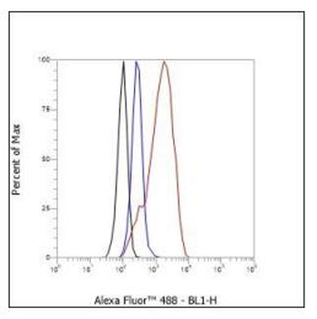 Cdk6 antibody