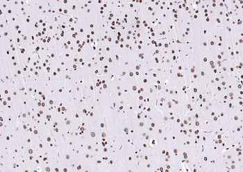 Goat Anti-Rabbit IgG H&L, HRP conjugated