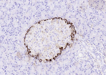 Goat Anti-Rabbit IgG H&L, HRP conjugated