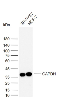 Goat Anti-Rabbit IgG H&L, HRP conjugated