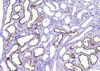 Goat Anti-Rabbit IgG H&L, HRP conjugated