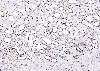 Goat Anti-Rabbit IgG H&L, HRP conjugated