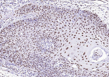 Goat Anti-Rabbit IgG H&L, HRP conjugated