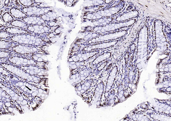 Goat Anti-Rabbit IgG H&L, HRP conjugated