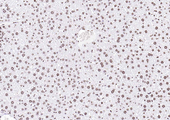 Goat Anti-Rabbit IgG H&L, HRP conjugated