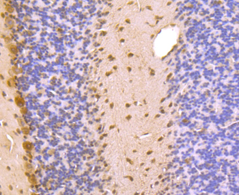 PSMA1 Antibody