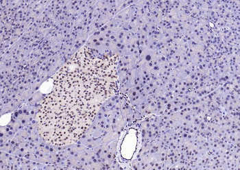 PSMA1 Antibody