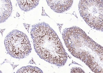 PSMA1 Antibody