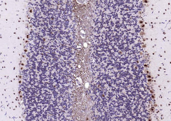 PSMA1 Antibody