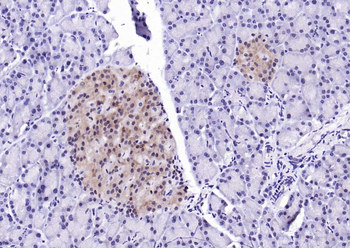 PSMA1 Antibody